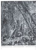 Life (1883-2000 Clair Maxwell/Life Publishing Company) Magazine Feb 1 1943