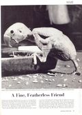 Life (1883-2000 Clair Maxwell/Life Publishing Company) Magazine Jun 27 1955